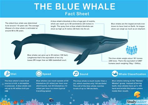 Blue Whale Facts Studyladder Interactive Learning Games