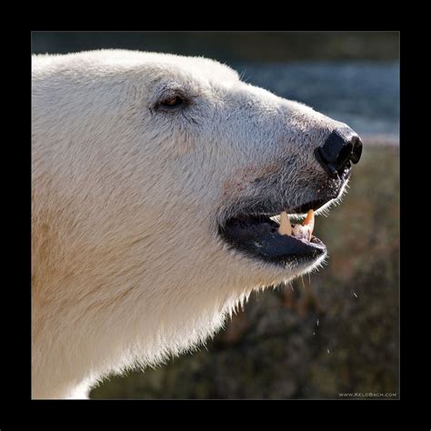 Bear Portrait Polar
