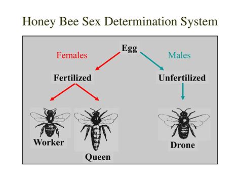 Ppt Honey Bee Biology The Basis For Colony Management Powerpoint Presentation Id 1803074