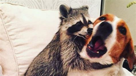 Orphaned Rescued Raccoon Being Raised Alongside Two Dogs Becomes