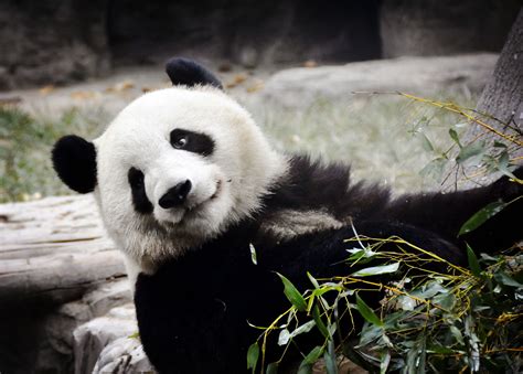 Giant Panda Meng Lan At Beijing Zoo In 2019 Giant Panda How To Have