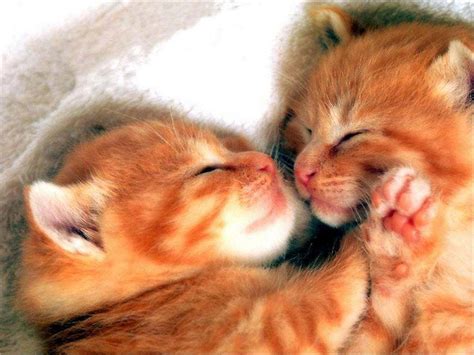 Romantic Cat Couple Sleeping Hd Wallpaper Natural Wallpapers Latest