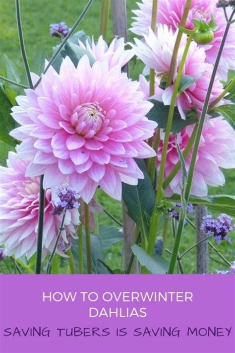 How To Overwinter Dahlias With Sensible Gardening Learn How To Dig And