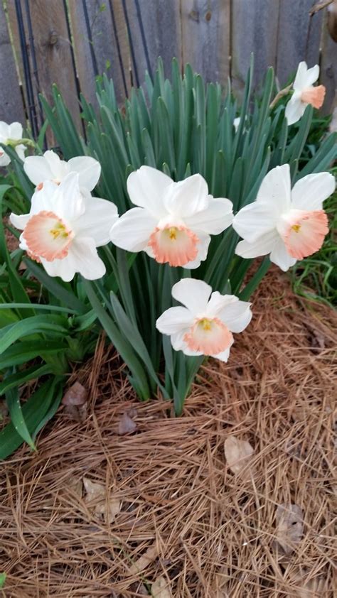 If you're looking for calla lily in shirley bunchesdirect is the right place! In my garden | Narcissus, Spring bulbs, Spring flowers