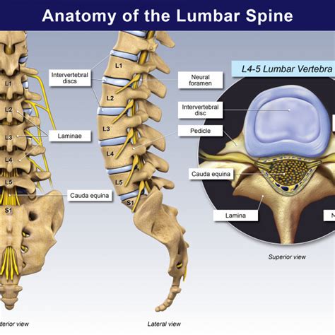 Anatomy Of The Lumbar Spine Trialexhibits Inc