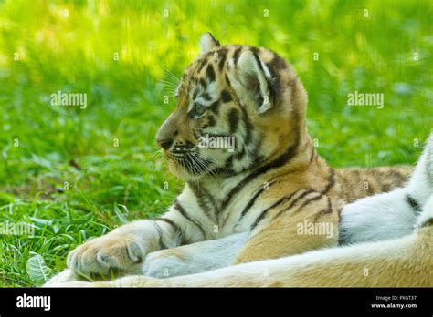 Siberianamur Tiger Cub Panthera Tigris Altaica With Mother Stock