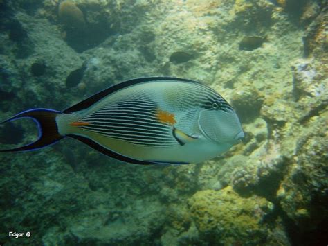 Als conclusie kan ik stellen dat de rode zee prachtige koraalriffen herbergt en het onze plicht is als duiker of snorkelaar om deze prachtige biotopen in stand te houden. Foto EdgarDonkervliet: Acanthurus sohal (Rode zee doktersvis)