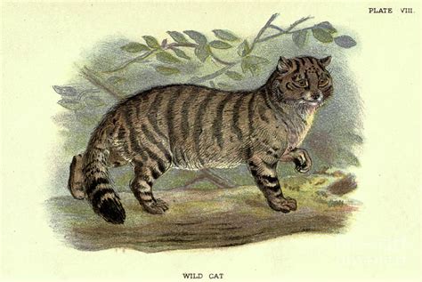 Wild Cat Felis Catus N3 Drawing By Historic Illustrations Fine Art