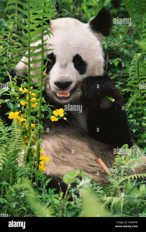 Giant Panda Cub In The Bushes Wolong Sichuan China Stock Photo Alamy