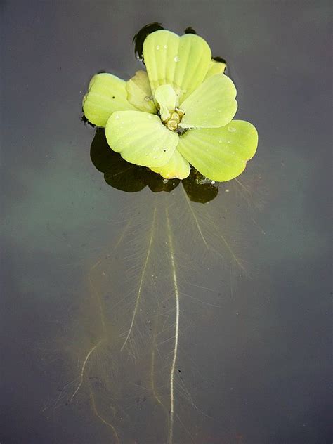 Water lettuce is a hyperaccumulator for cr, cu, fe, mn, ni, pb, and zn and can be applied for the 2 distributionof metals outside and inside ofthe water lettuce roots. FLOATING WATER LETTUCE has many uses. The roots filter and ...