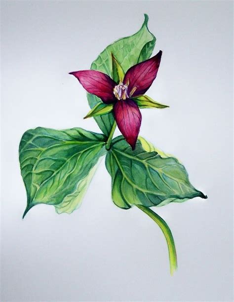 Trillium Watercolor Flowers Paintings Botanical Painting Watercolor