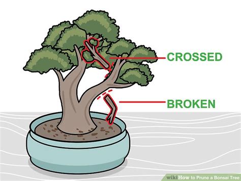 3 Ways To Prune A Bonsai Tree Wikihow Life