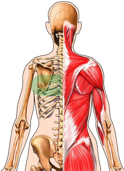 Female Torso With Skeleton And Muscles Posterior View Doctor Stock