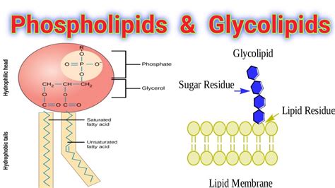 Phospholipids And Glycolipids Lecture No 12 Youtube