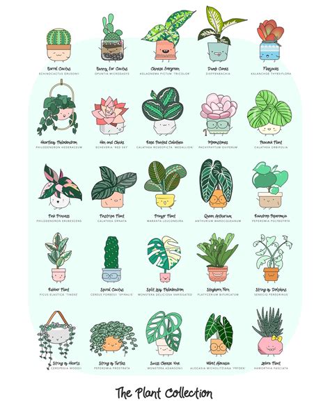 Made A Plant Poster Today How Many Of These Do You Own Houseplants