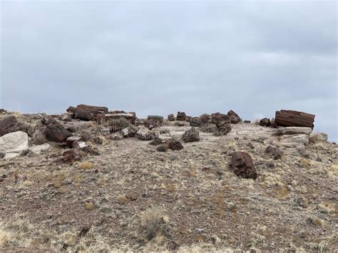 Petrified Forest National Park Petrified Wood Stock Image Image Of