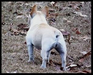 However, the industrial revolution forced many of these artisans to move to france where their new breed of dog adopted the french nationality. French Bulldog Butts - Do French Bulldogs have tails?