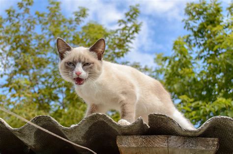 Any cat with shorter hair that sheds less (like rex's and bengals). Check Out the Distinct Personality of the Snowshoe Siamese ...