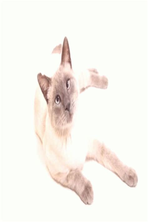 This is a tutorial of 'how to draw a cat' using colour pencil and pastel from my drawing of sadie the also, more progress pictures of my artwork can be seen on my social media accounts, links are below. Amphibians lilac point siamese gatos bonitos siameses ...