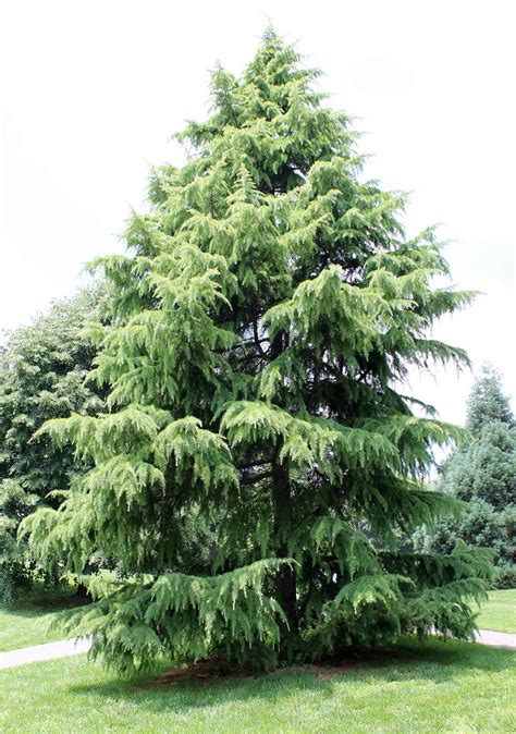 Deodar Cedar Cedar Trees Evergreen Plants Trees To Plant