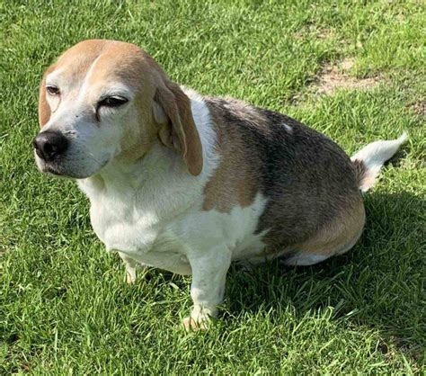 Beagle Basset Hound Mix Dog For Adoption Savannah Ga Supplies