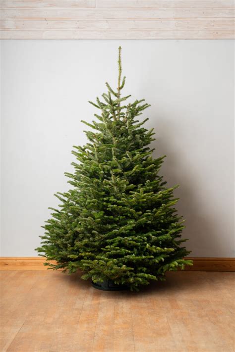 Premium Nordmann Fir Marldon Christmas Trees Marldon Christmas Trees