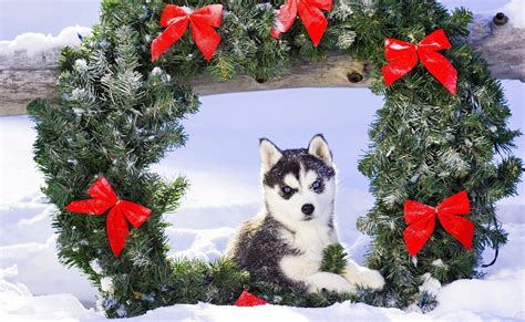 Huskies Christmas Wallpapers Wallpaper Cave
