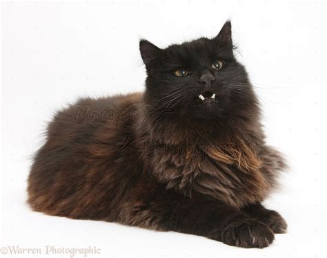 The york chocolate is a large cat with firm muscles and solid bones. Dark chocolate cat photo WP27711