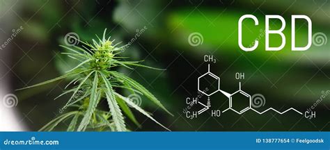 image medicinal cannabis with extract oil of the formula cbd cannabinol cannabidiol growing