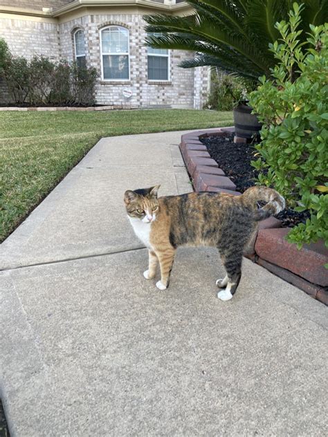 Found Cat Unknown In Cypress Tx Lost My Kitty