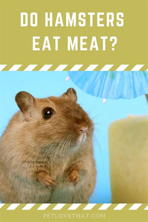 Do Hamsters Eat Meat Eat Meat Hamster Hamster Eating