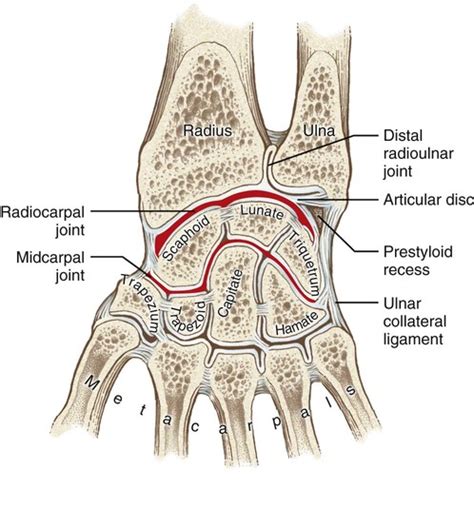 Structure And Function Of The Wrist Musculoskeletal Key