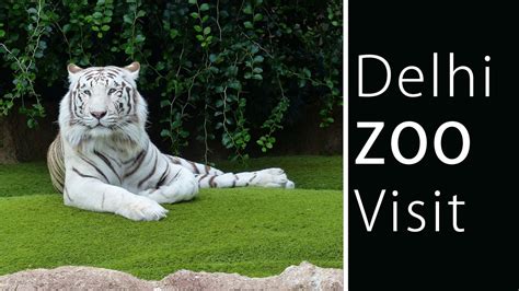 Delhi Zoo National Zoological Park दिल्ली चिड़ियाघर की सैर Youtube