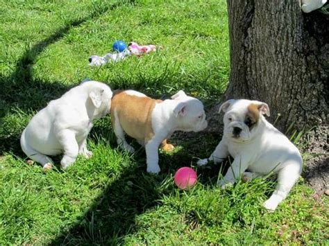 Find a olde english bulldog on gumtree, the #1 site for dogs & puppies for sale classifieds ads in the uk. English Bulldog Puppies For Sale | Seattle, WA #270759