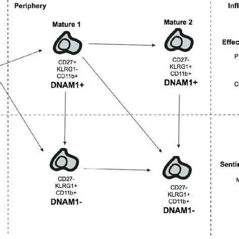 The Dnam Axis Of Function Dnam Immature Nk Cells Develop In The