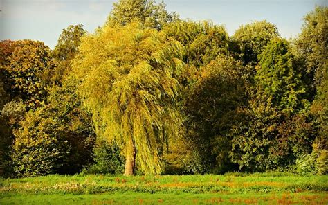 Willow Tree - Meaning and Symbolism