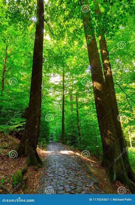 Cobble Stone Path Through Forest Stock Image Image Of Summer