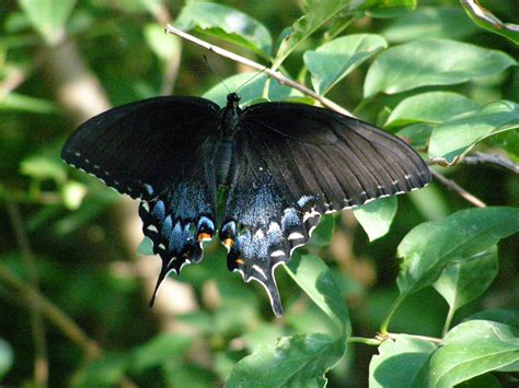Sighting 1145662 Butterflies And Moths Of North America
