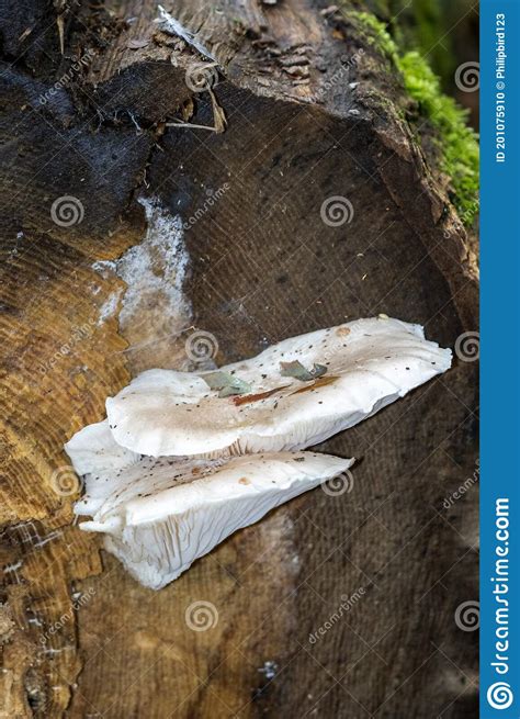 White Mushroom Growing On A Rotting Tree Stump Stock Photo Image Of