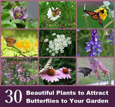 We need the bees to get good yield from the crops in our vegetable gardens and from our fruit trees. What are some good plants for attracting butterflies ...
