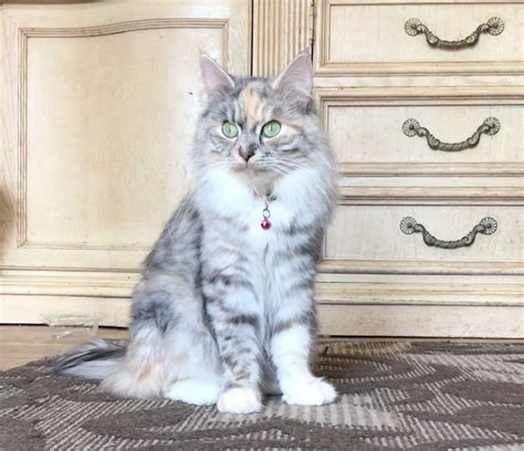 A Grey And White Cat Sitting On Top Of A Rug In Front Of A Dresser