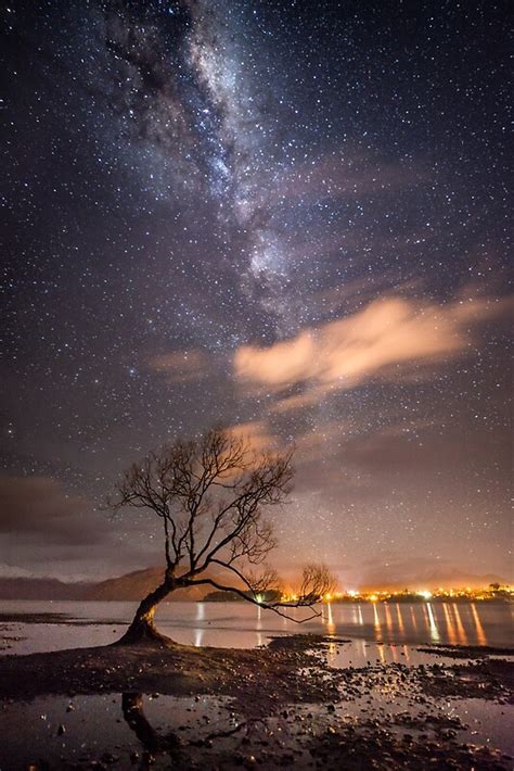 Milky Way Over The Wanaka Tree By Alex Stojan Redbubble