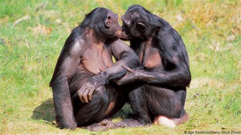 Chimpanzee Fuck Women Sex Stories Xxx Images