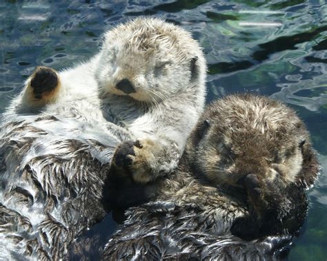 Otters Hold Hands at Vancouver Aquarium — The Daily Otter