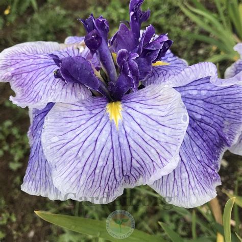 Japanese Iris Iris Ensata Center Of Attention In The Irises