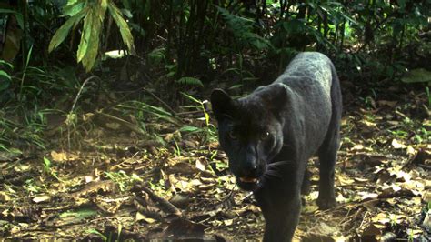 Tracking The Black Panthers Of Malaysia Panthera