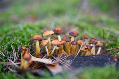 Oregon Is Close To Becoming The First Us State To Legalise Magic Mushrooms