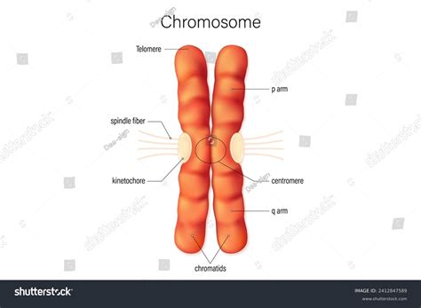 Structure Chromosome Vector Infographics Biological Study Stock Vector