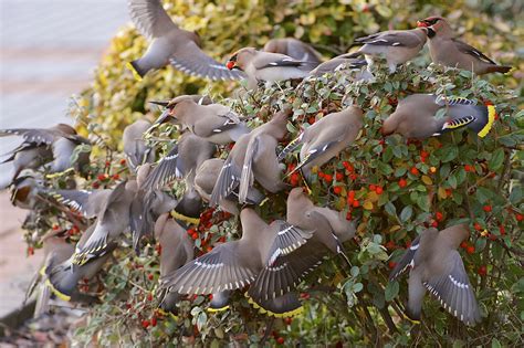 Waxwings Birds Flock Berry Bush Wallpapers Hd Desktop And Mobile Backgrounds