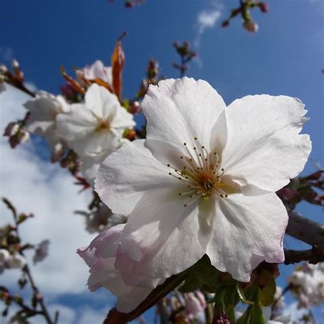 Prunus Taihaku Buy Great White Cherry Blossom Trees